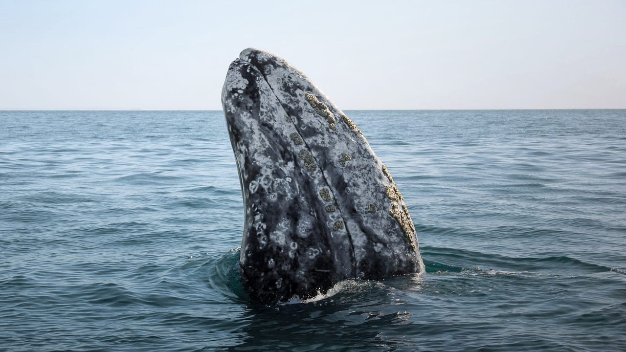 Ballena gris asomando la cabeza junto a una lancha en Baja California Sur