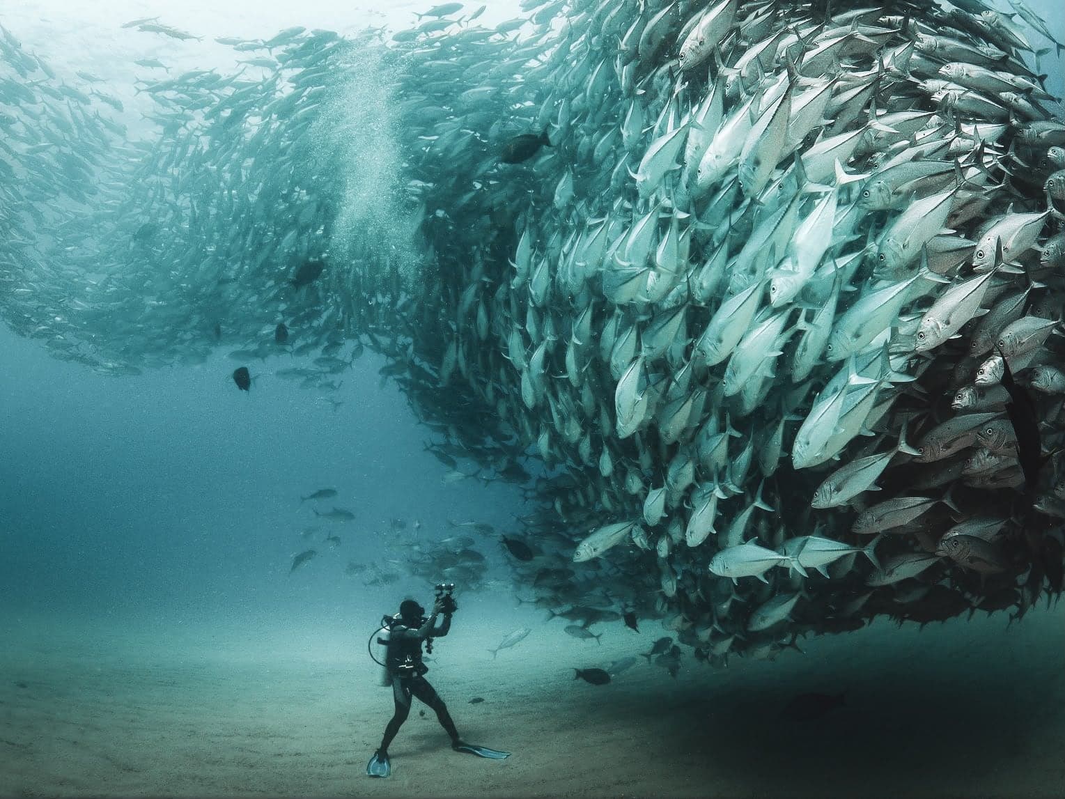 Diver facing a giant school of jacks in Cabo Pulmo