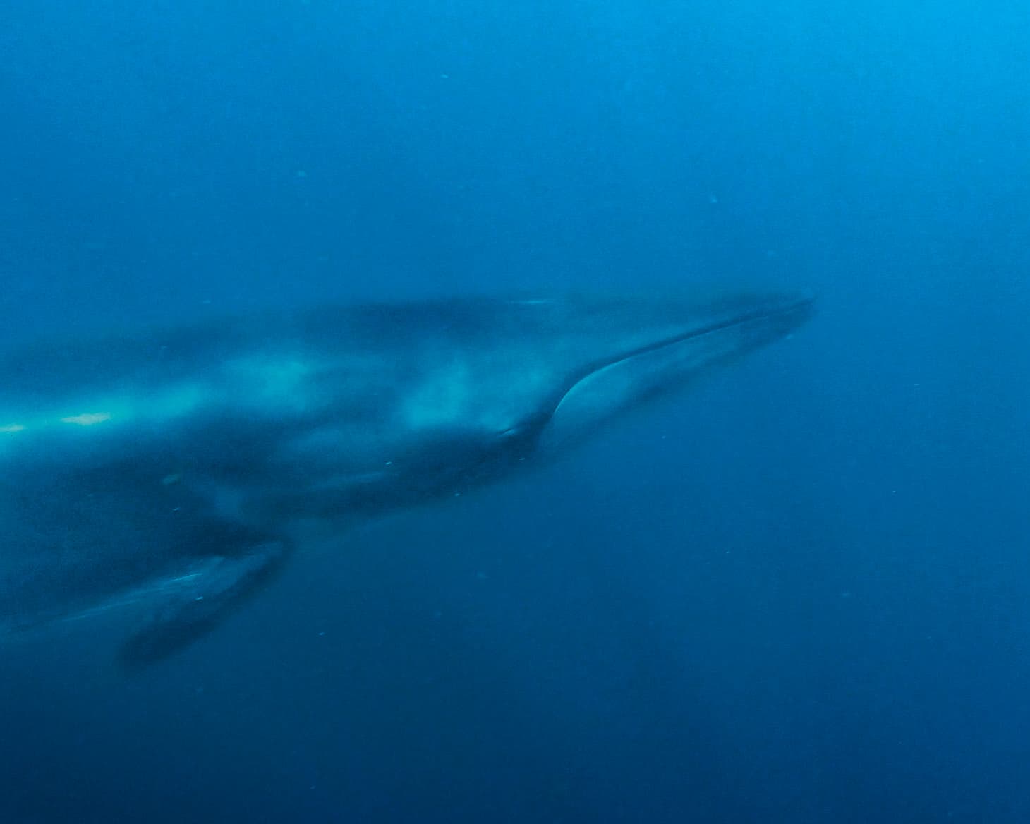 Ballena de Bryde nadando bajo el agua