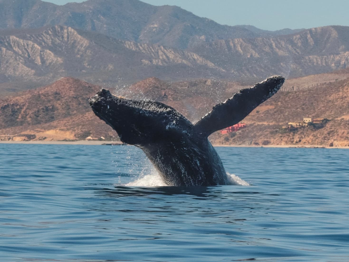 Ballena jorobada saltando en el Mar de Cortés
