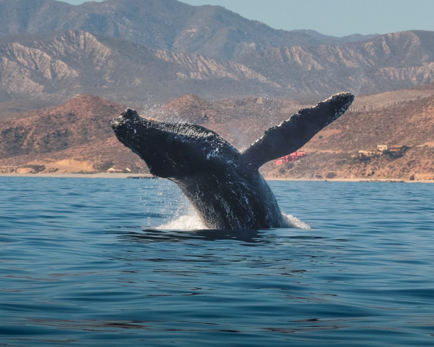 Whale breaching out of the water in the Sea of Cortez