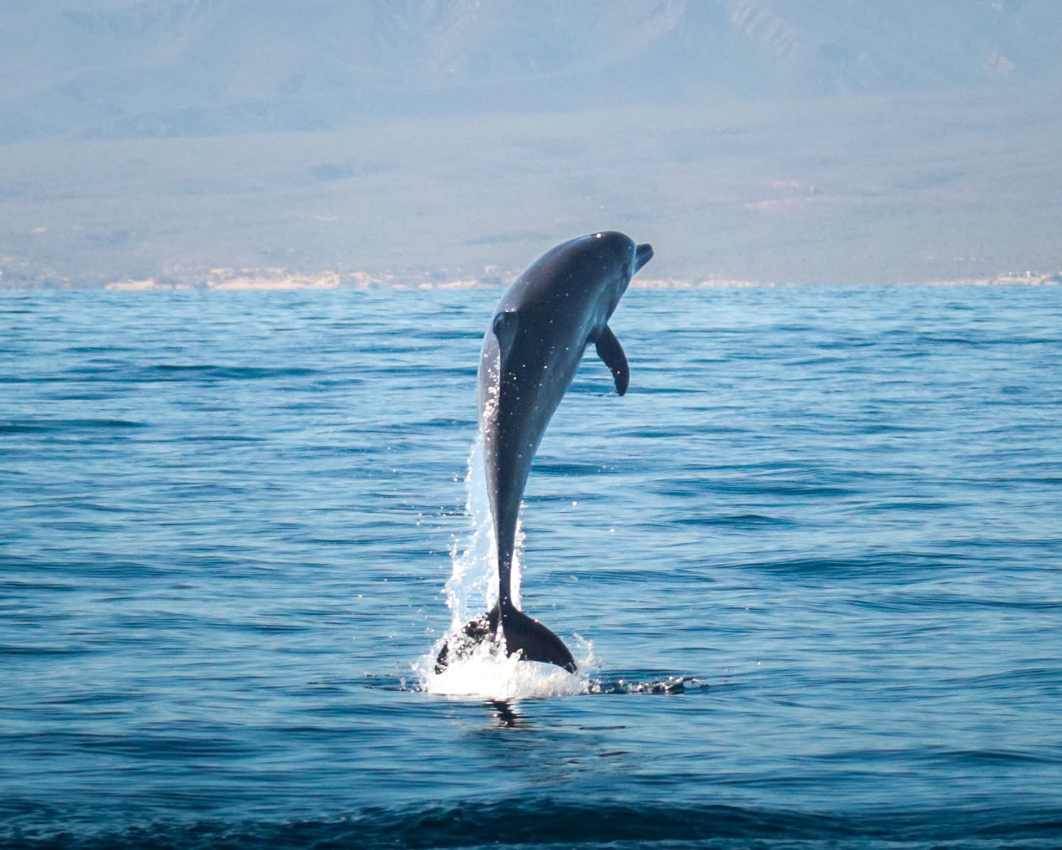 Delfín saltando en el Mar de Cortés con montañas del desierto al fondo
