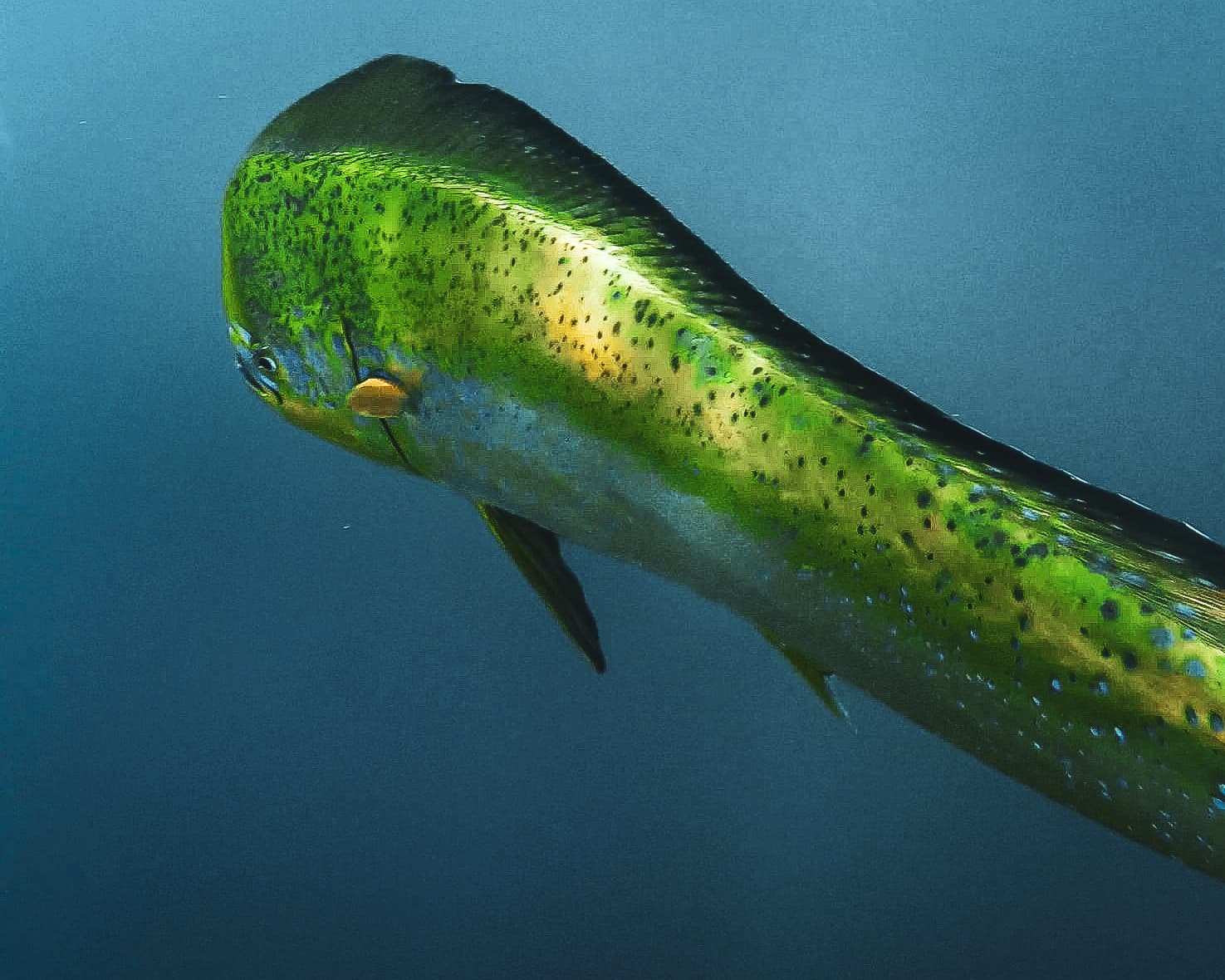 Mahi-mahi, one of the warm-water species seen farther north during the Blob