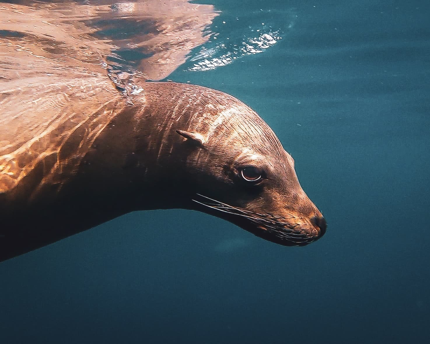 Lobo marino de California nadando bajo el agua