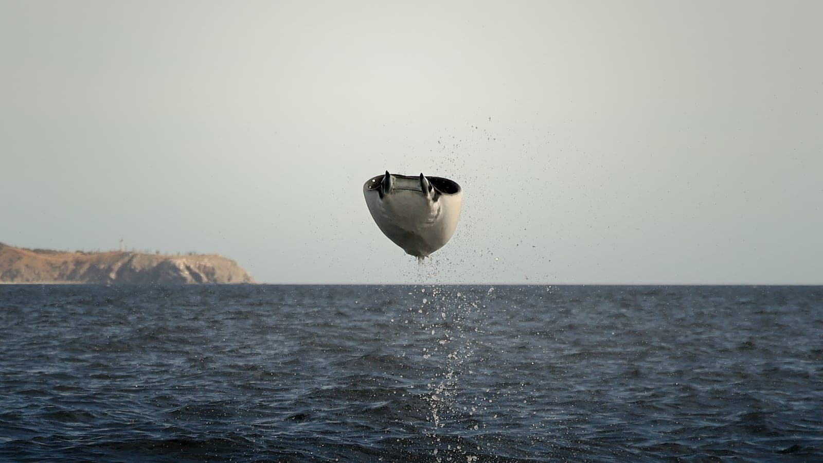 Mobula ray leaping out of the water at La Ventana, Baja California Sur