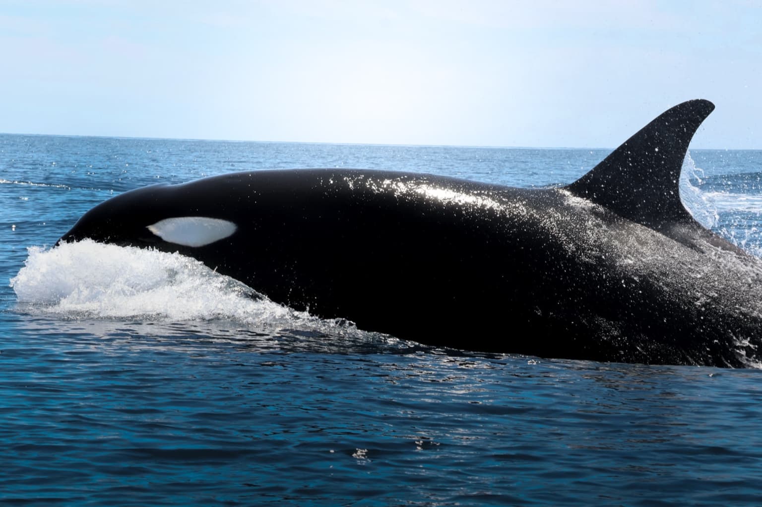 Orca swimming in the waters of La Ventana, Baja California Sur