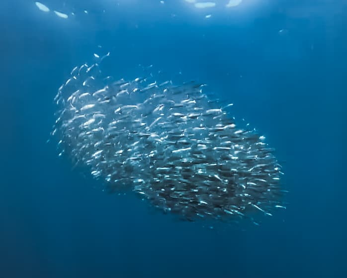 Sardines bait ball
