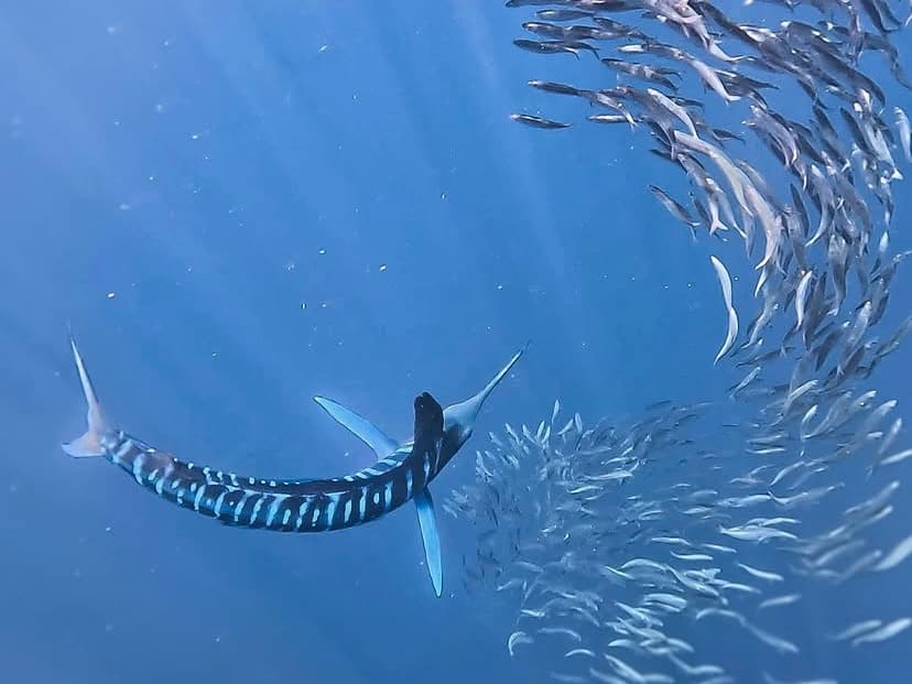 Marlin rayado cazando sardinas en acción durante el safari