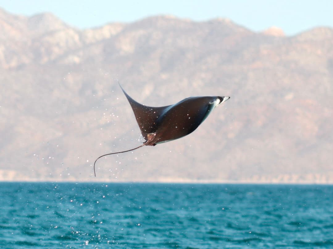 Mobula ray mid-leap above the sea in the Gulf of California