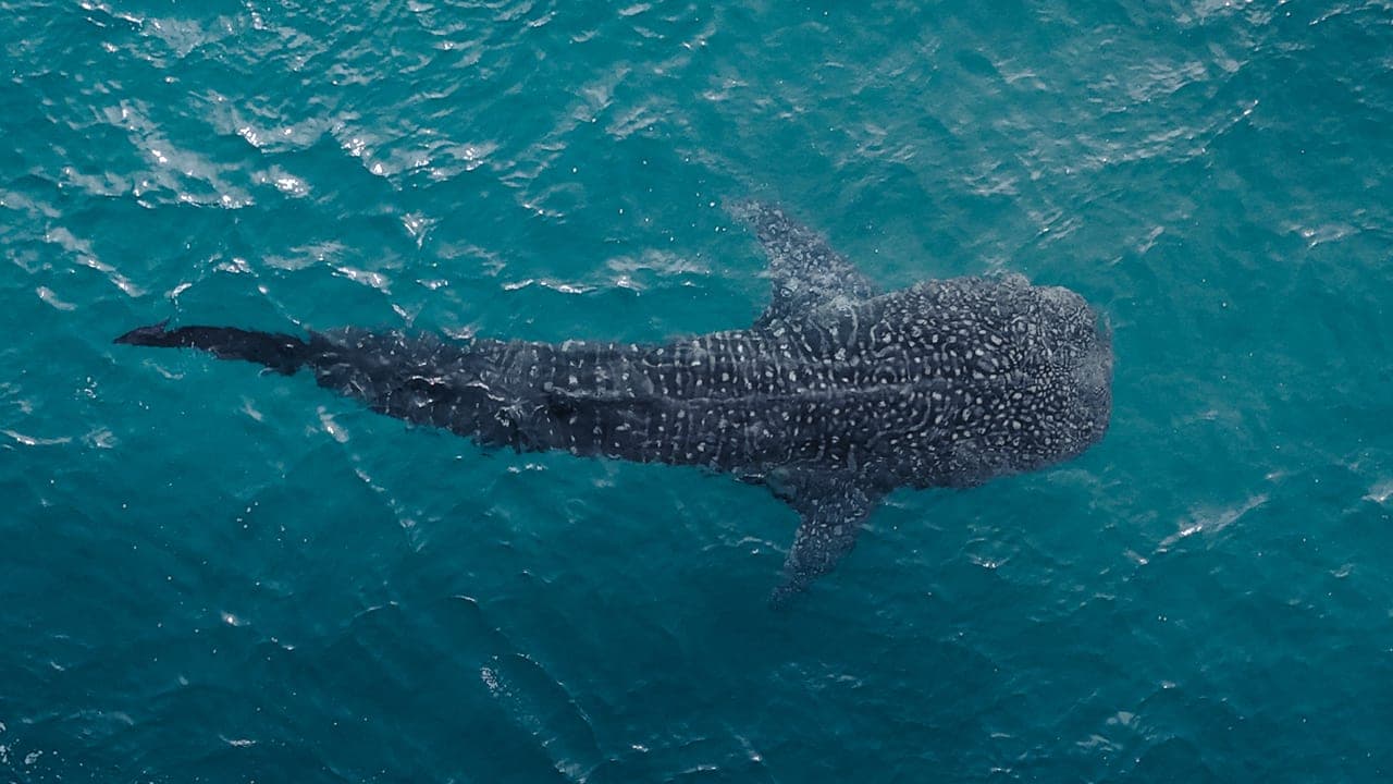Tiburón ballena visto desde un dron nadando en la bahía de La Paz