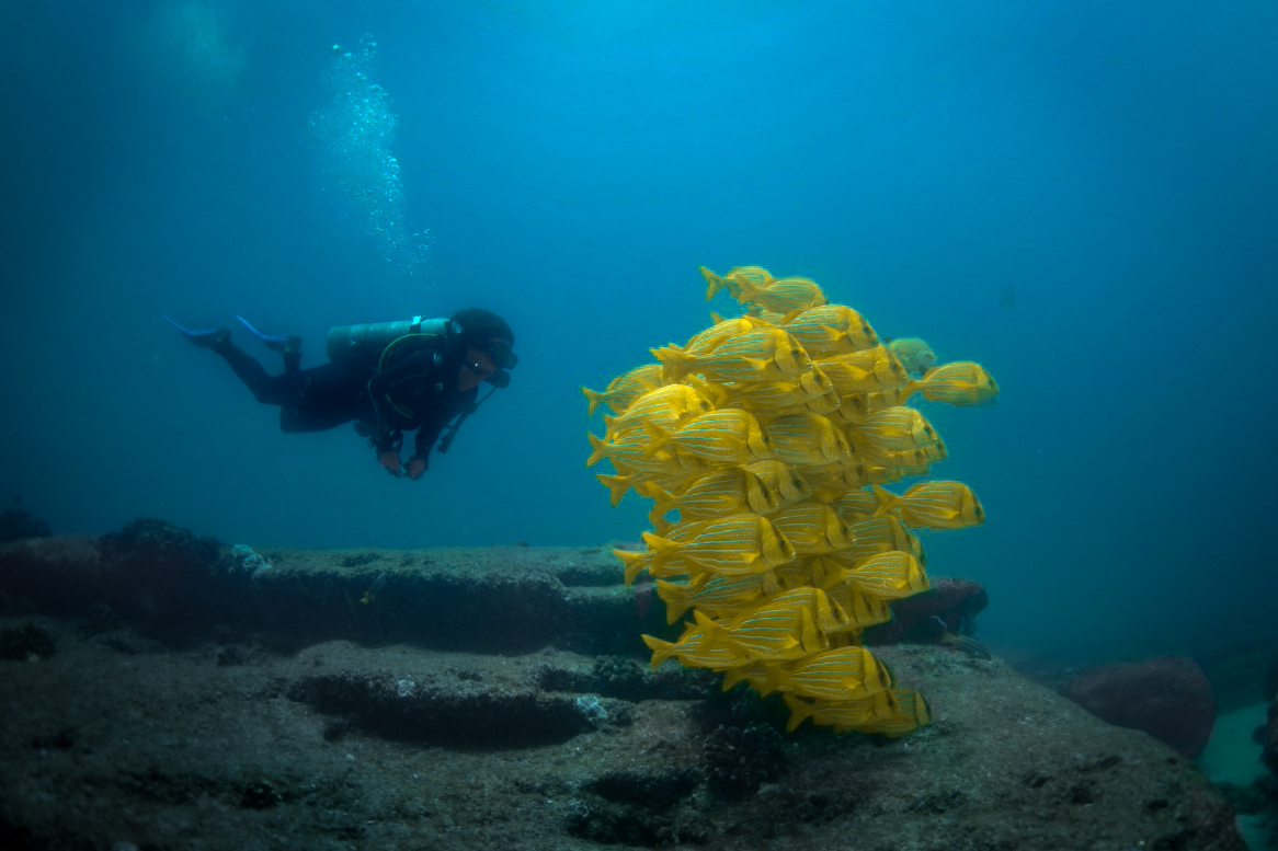 Scuba Diving Cabo Pulmo