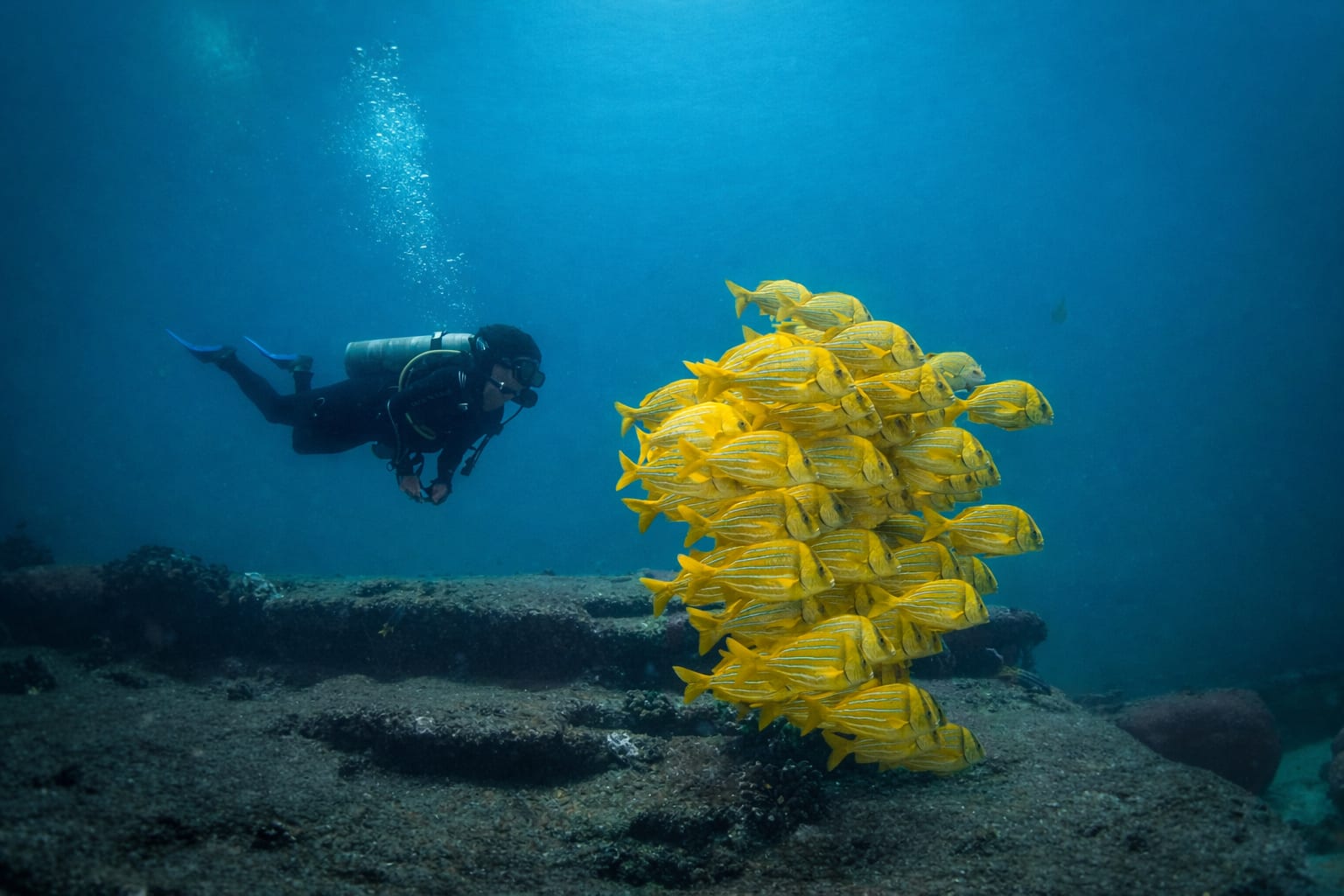 Immense banc de poissons sur le récif de Cabo Pulmo
