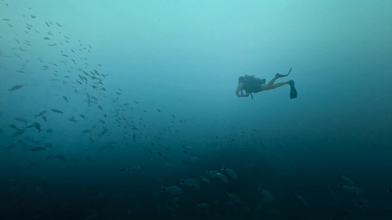 Bussejador al costat d'un gran banc de peixos a les aigües de La Paz