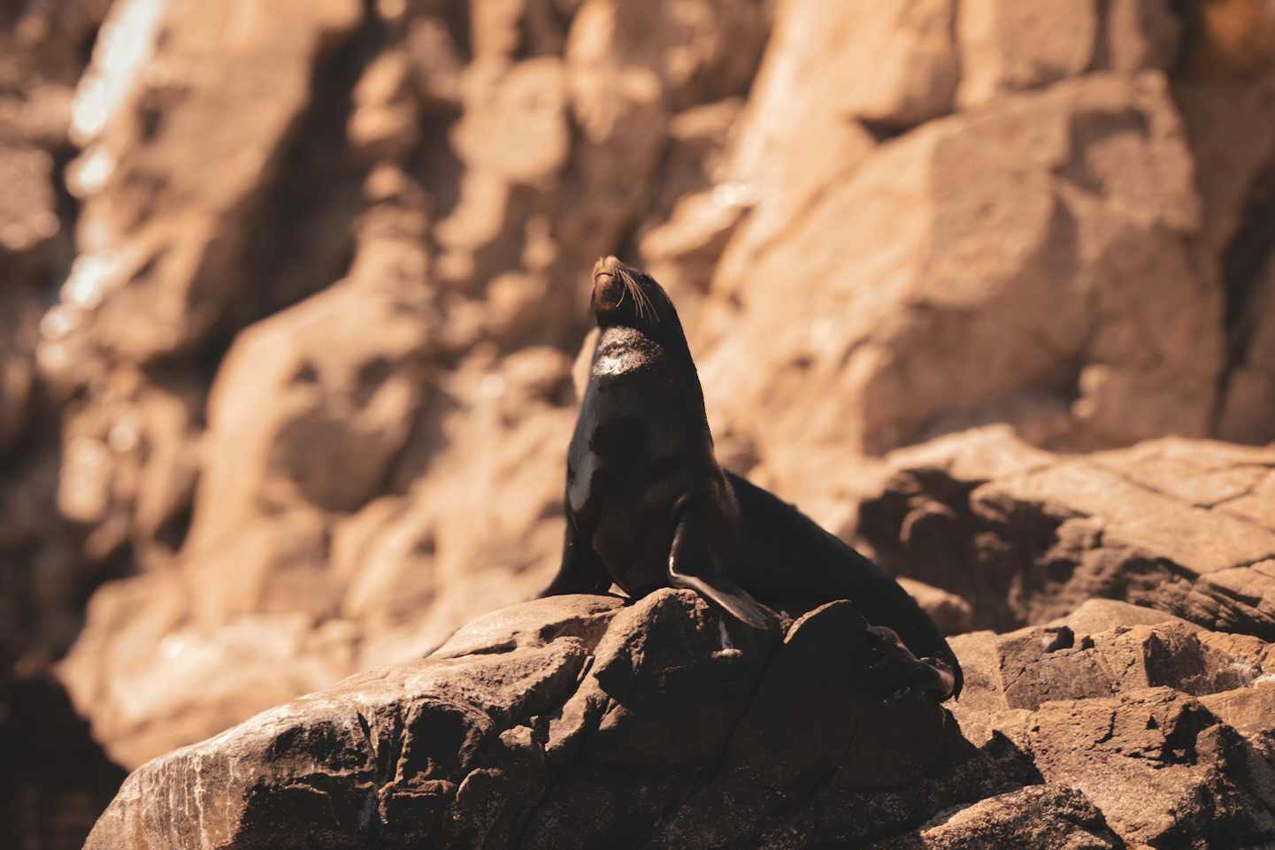 Lobo marino observando de cerca en Espíritu Santo