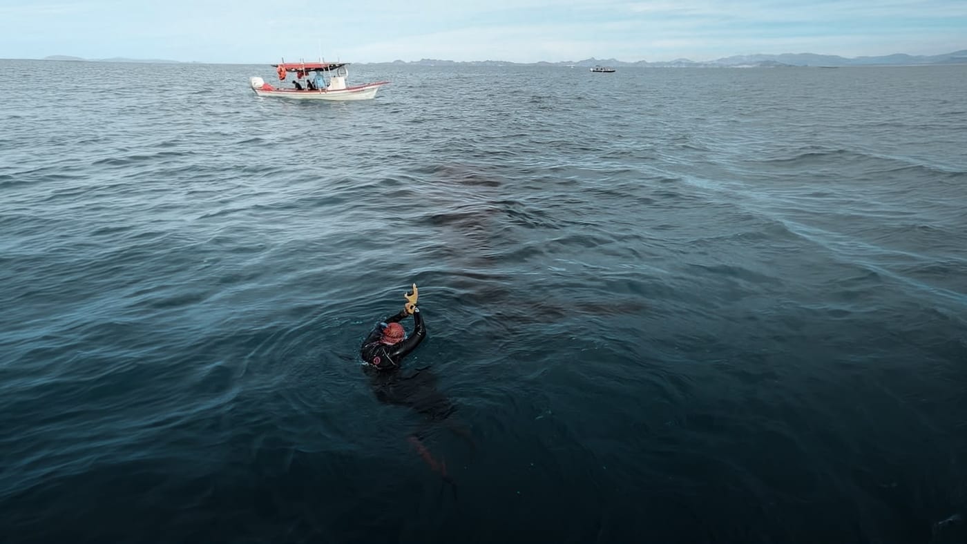 Vista aèria d'un snorkelista a l'aigua fent el senyal d'OK al costat de la panga durant la cerca del tauró balena